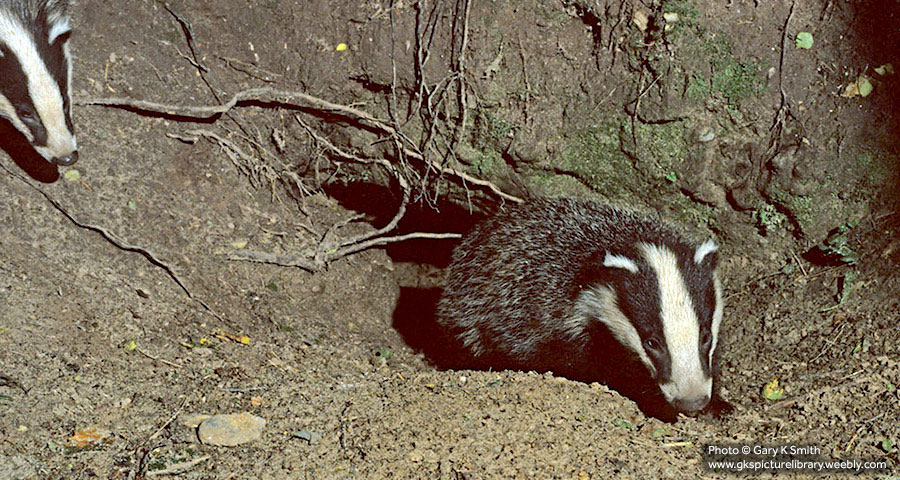 Badger Surveys: Cornwall and Devon, Truro, Bodmin, Falmouth, Penzance, Helston, St Austell, Plymouth, Launceston, Liskeard and Exeter.