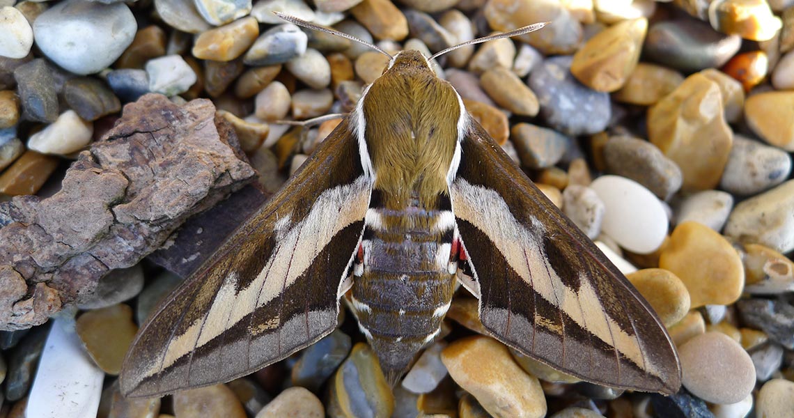 Bat low impact license, Bat and barn owl survey, Bird surveys, Invertebrate surveys, Insect surveys, Dormouse surveys, Reptile surveys, Cornwall, Devon and the south west.