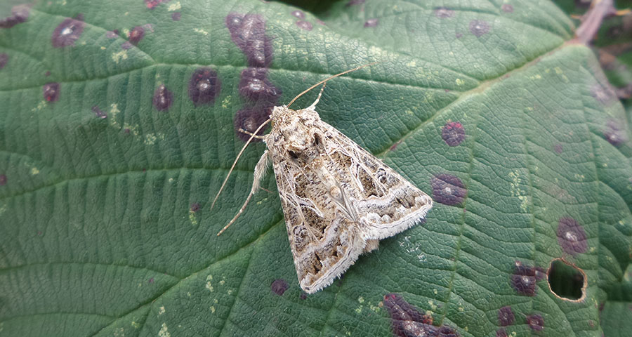 Bat low impact license, Bat and barn owl survey, Bird surveys, Invertebrate surveys, Insect surveys, Dormouse surveys, Reptile surveys, Cornwall, Devon and the south west.