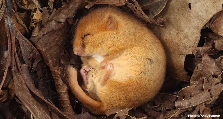 Dormouse Surveys: Cornwall and Devon, Truro, Bodmin, Falmouth, Penzance, Helston, St Austell, Plymouth, Launceston, Liskeard and Exeter.