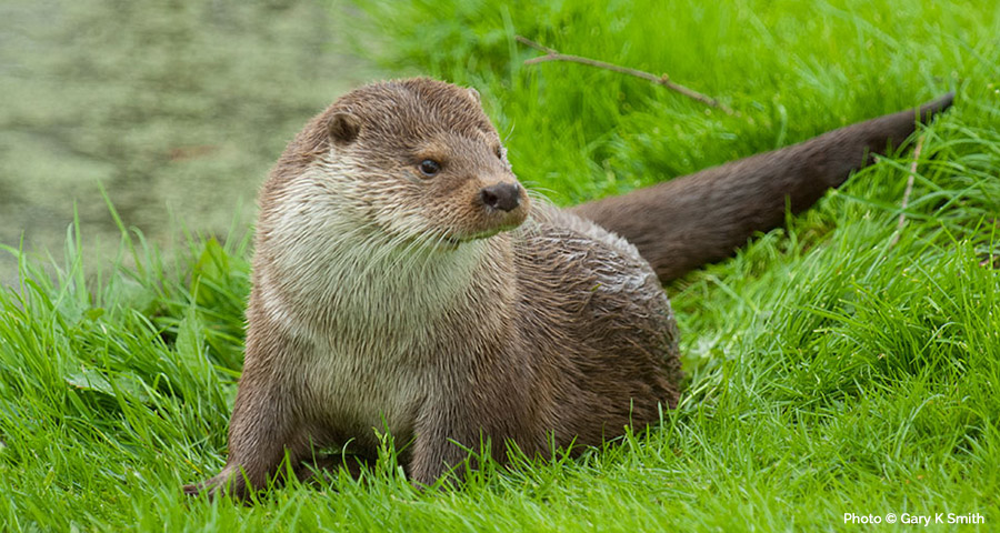 Otter Survey: Cornwall and Devon, Truro, Bodmin, Falmouth, Penzance, Helston, St Austell, Plymouth, Launceston, Liskeard and Exeter.